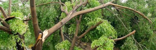 Fallen tree on the roof after big storm